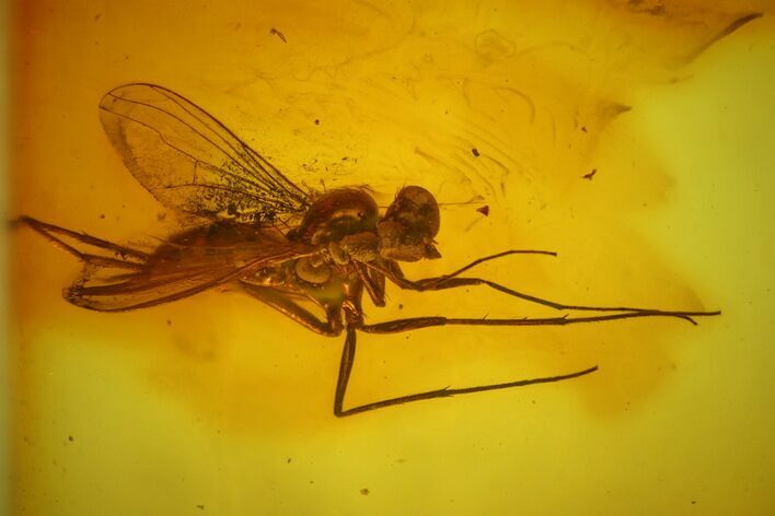 Detailed Fossil Fly (Diptera) In Baltic Amber #142228